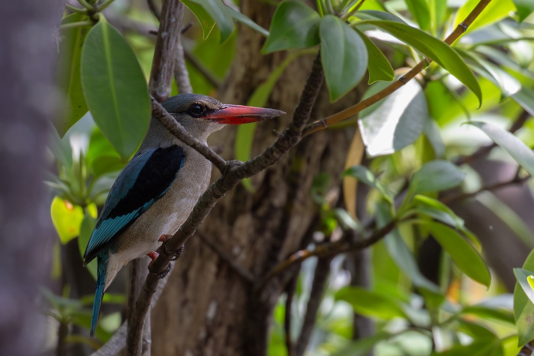 ledňáček pobřežní - ML635084194