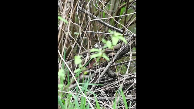 Northern Waterthrush - ML635084257