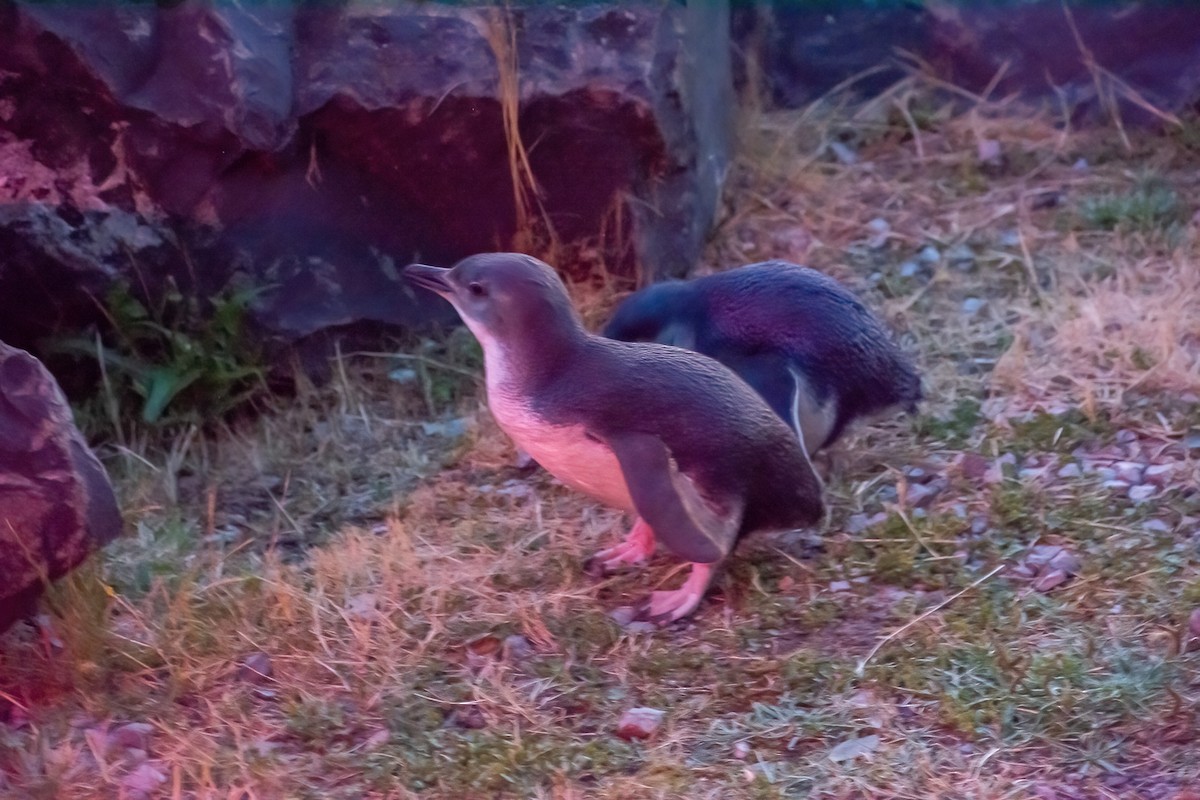 Little Penguin - ML635084294