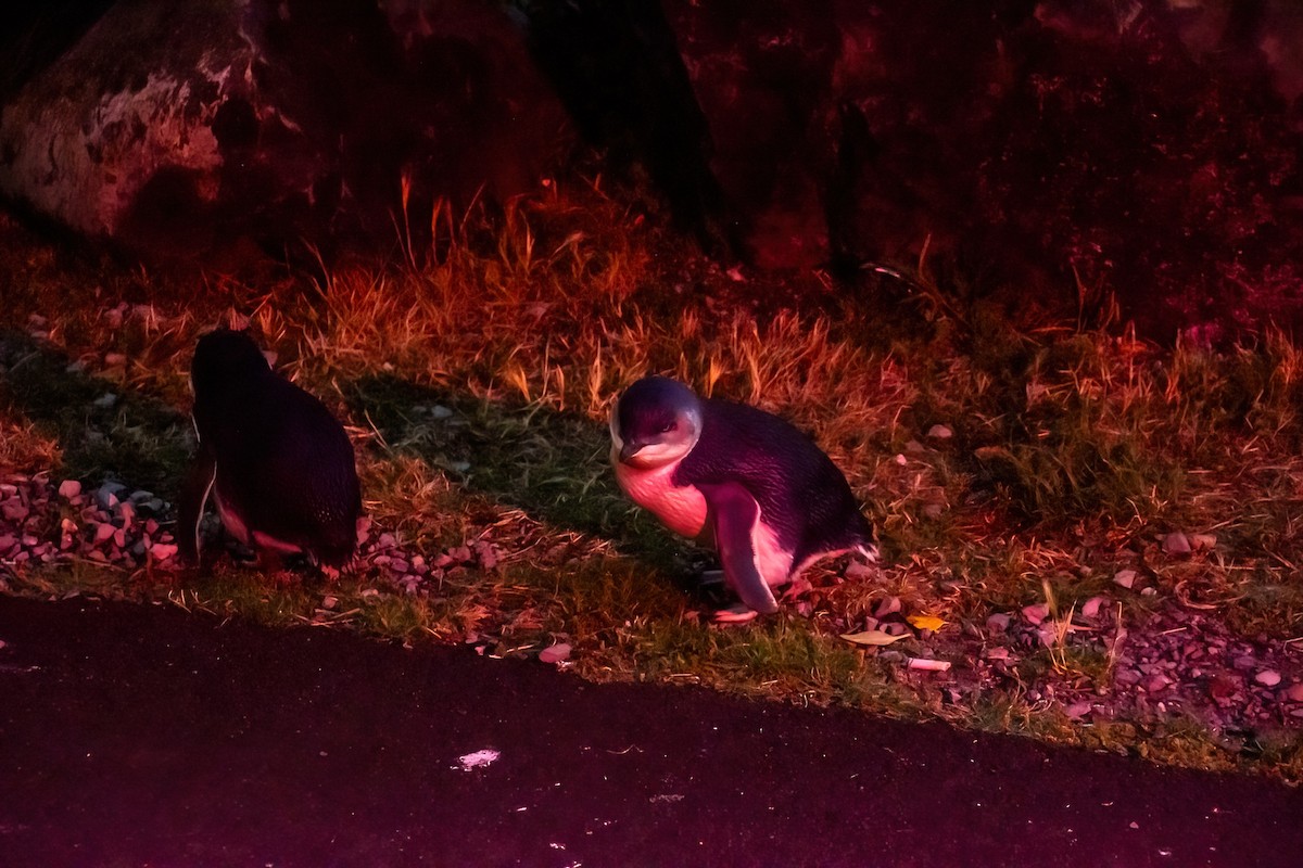 Little Penguin - ML635084295