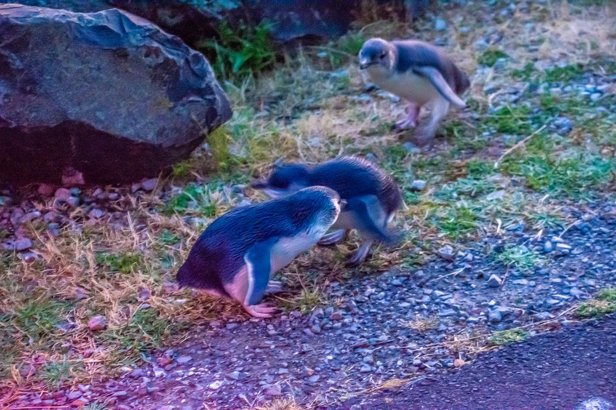 Little Penguin - ML635084296