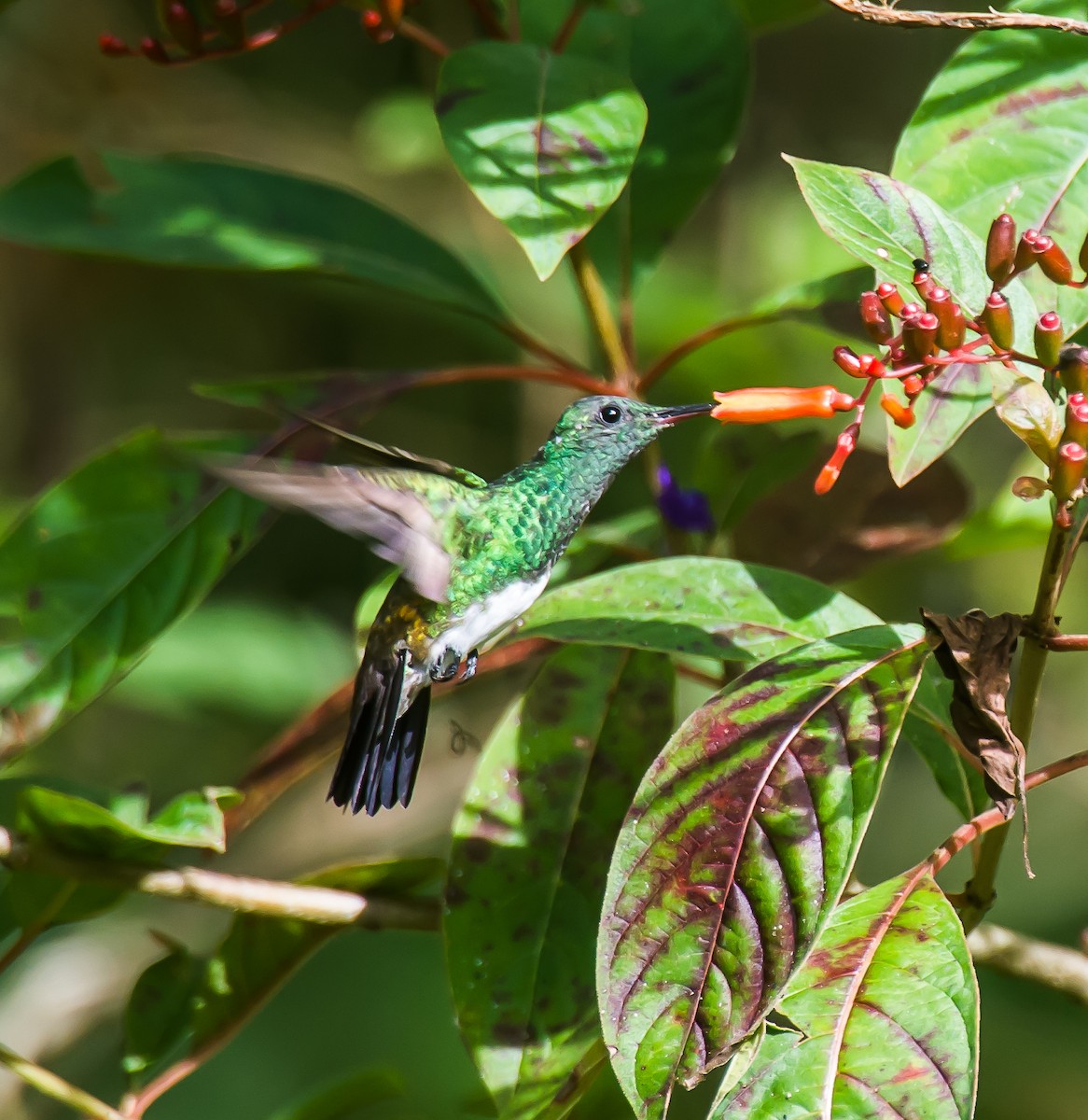 Snowy-bellied Hummingbird - ML635084331