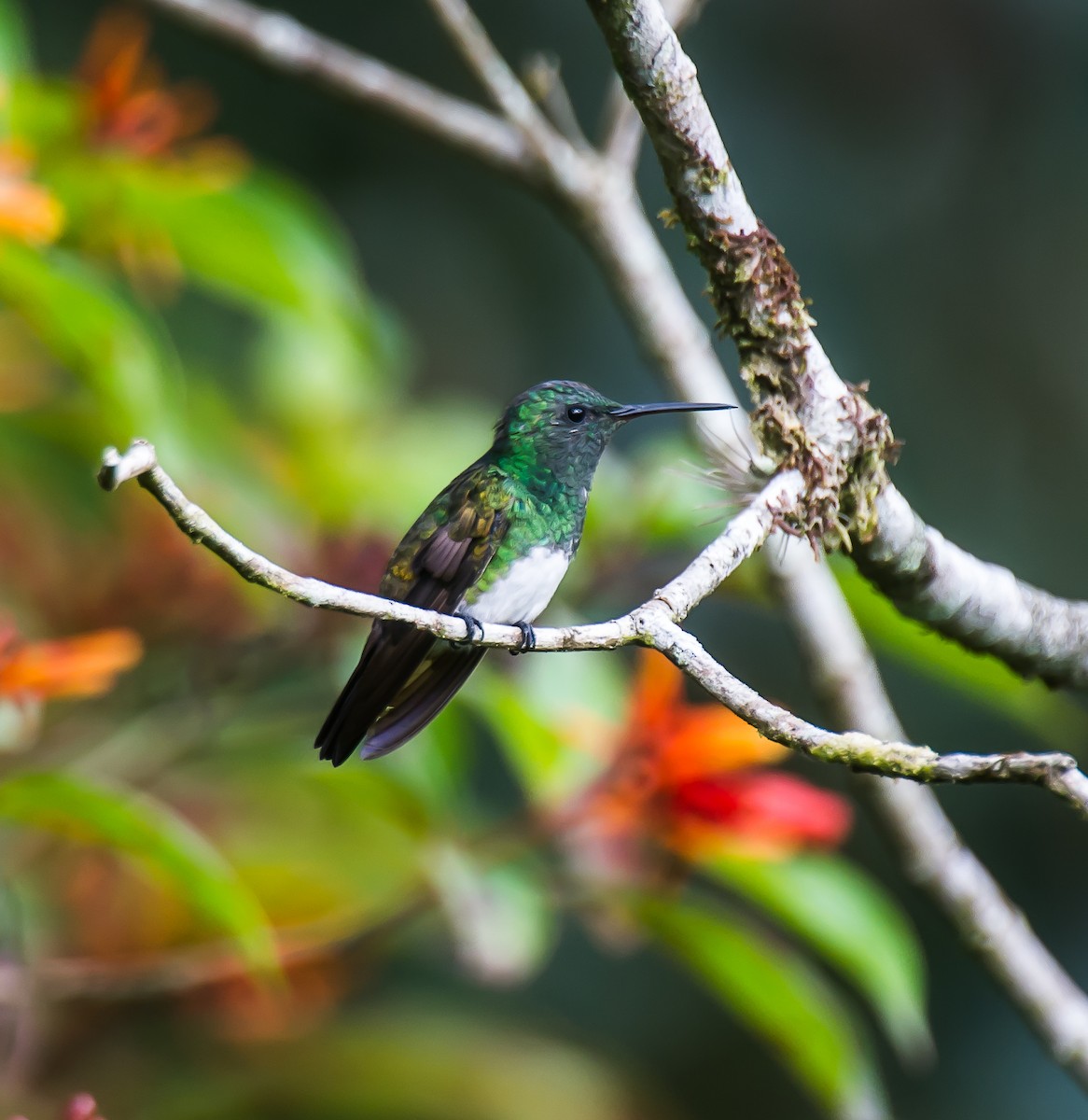 Snowy-bellied Hummingbird - ML635084332
