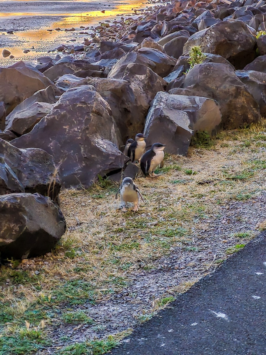 Little Penguin - ML635084346
