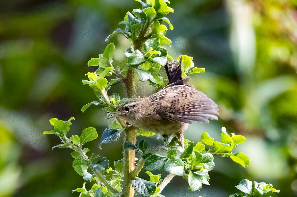 Grass Wren (Paramo) - ML635084453