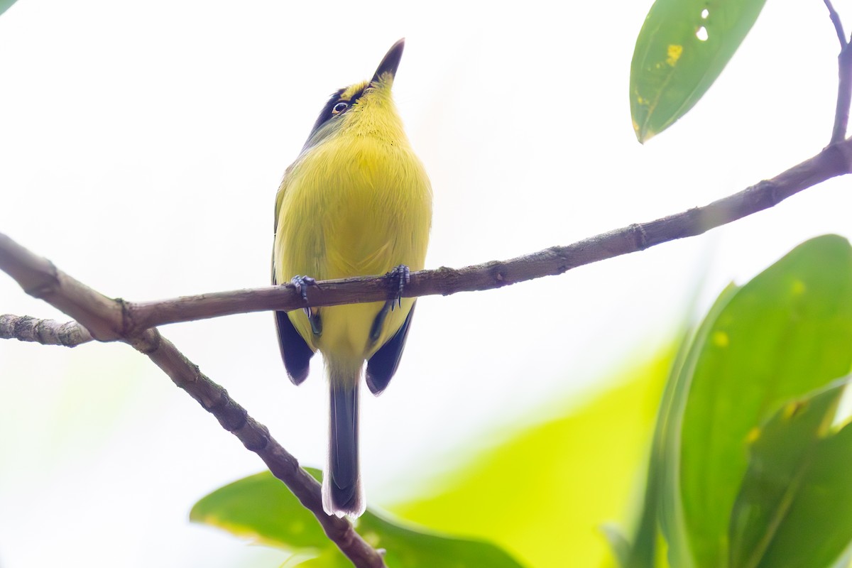 Gray-headed Tody-Flycatcher - ML635084496