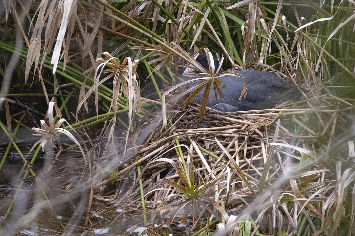 白冠雞 - ML635084545