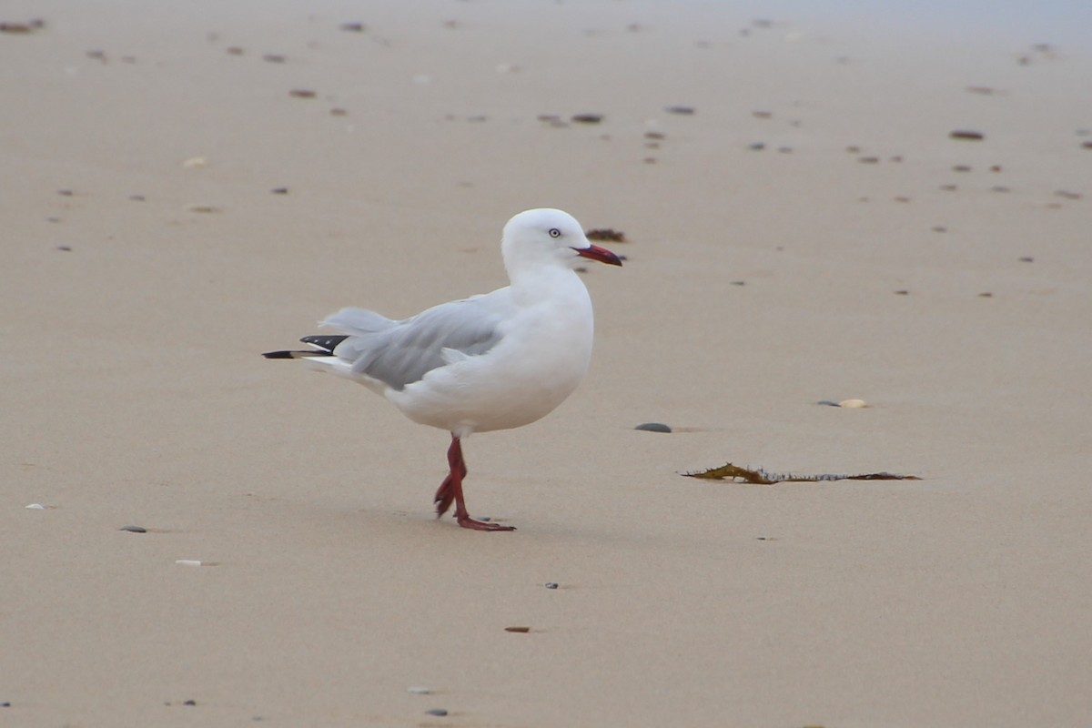 Silver Gull (Silver) - ML635084618