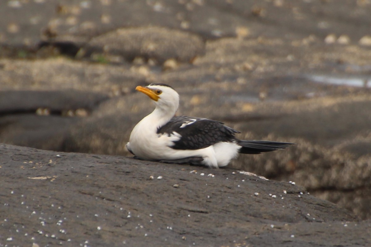 Little Pied Cormorant - ML635084619