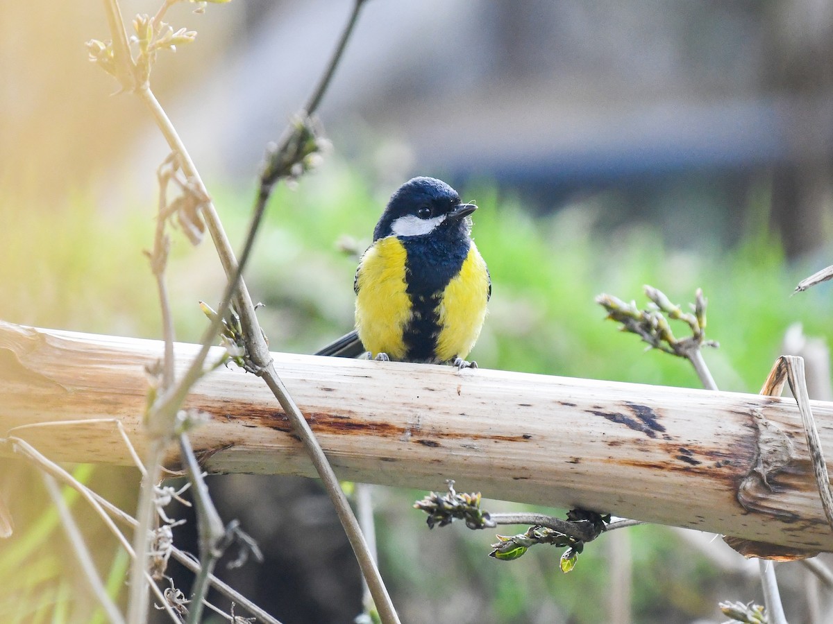 Bergkohlmeise - ML635084644