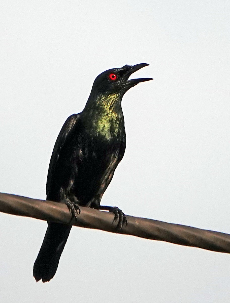 Asian Glossy Starling - ML635084670