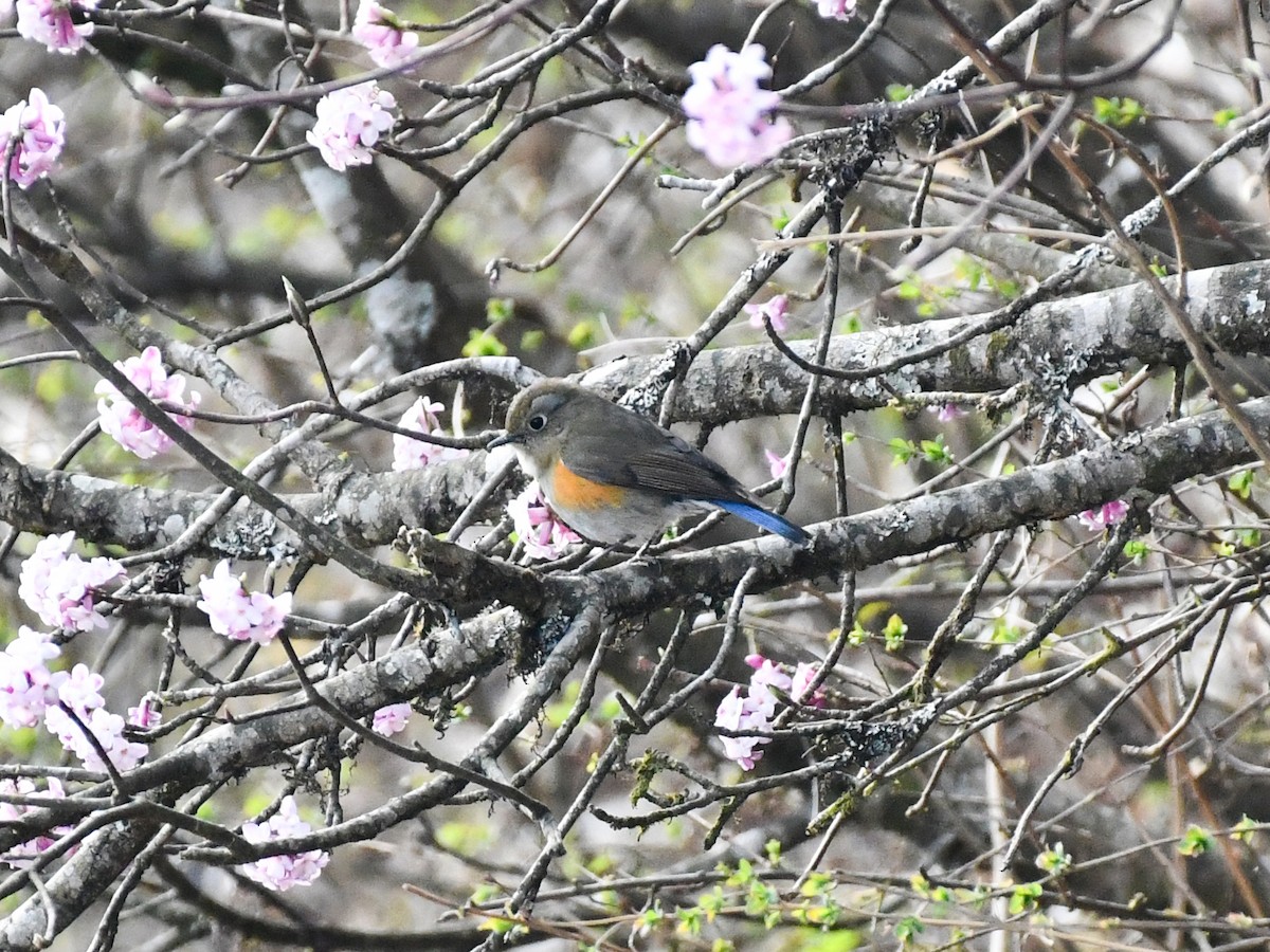 Himalayan Bluetail - ML635084671