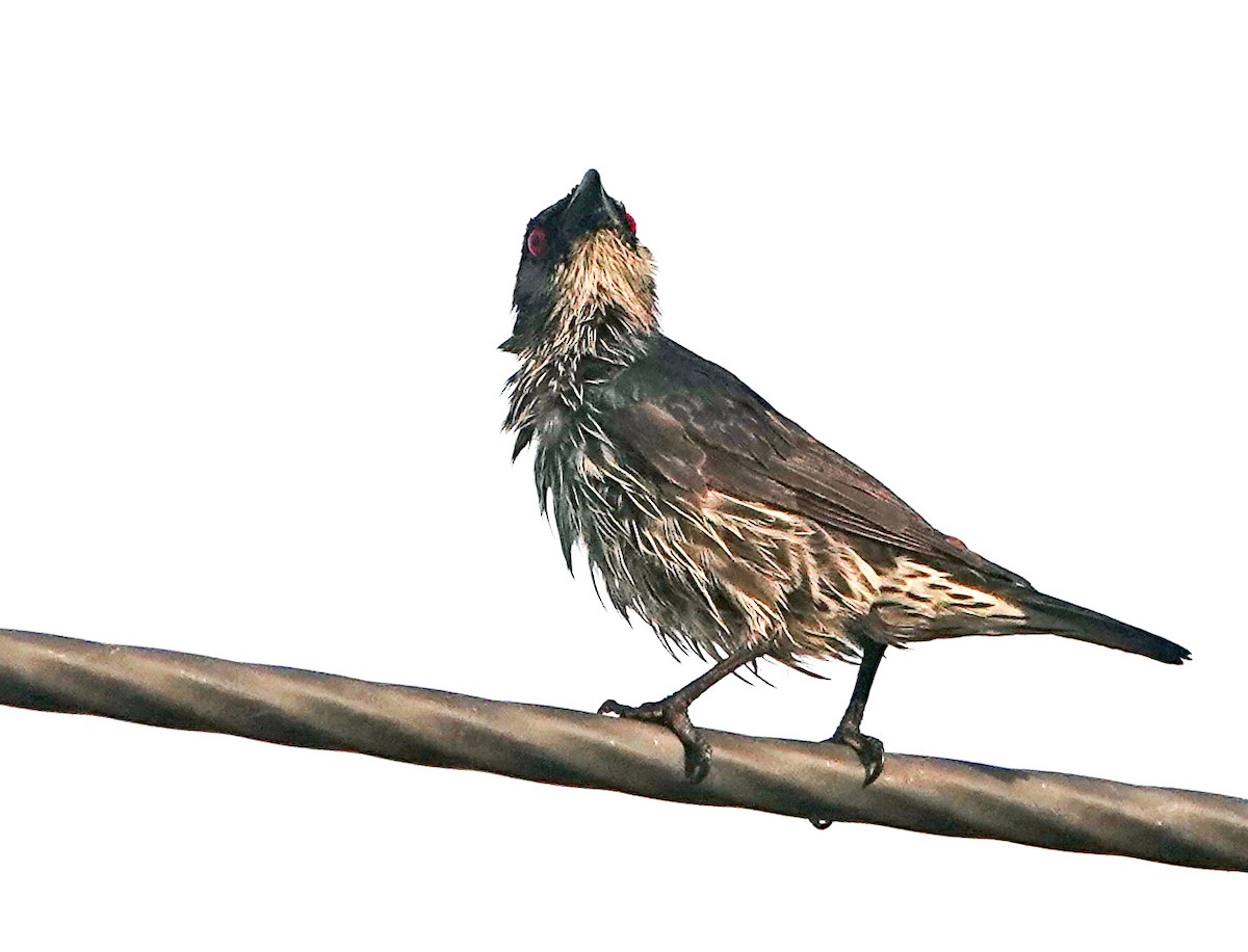 Asian Glossy Starling - ML635084672