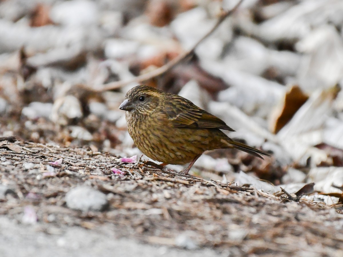 Pink-browed Rosefinch - ML635084682