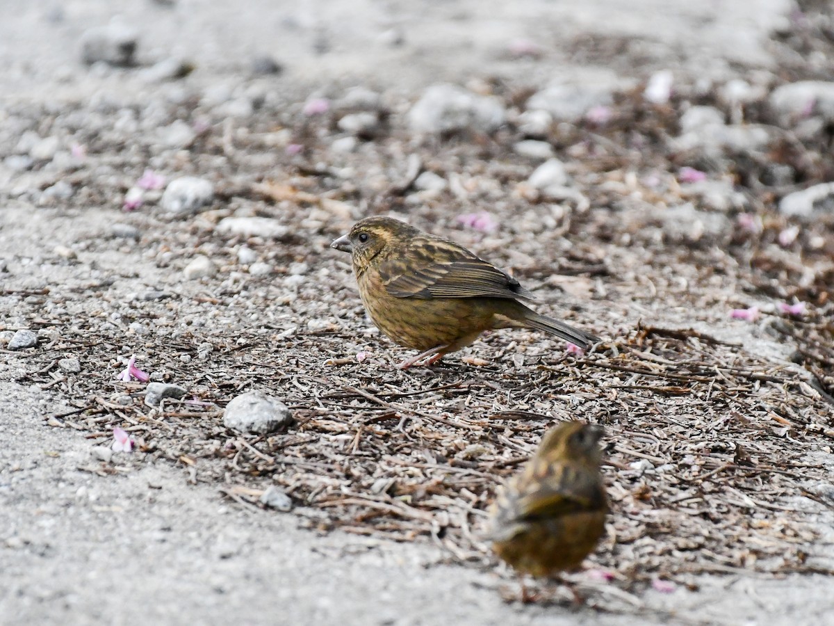 Pink-browed Rosefinch - ML635084683