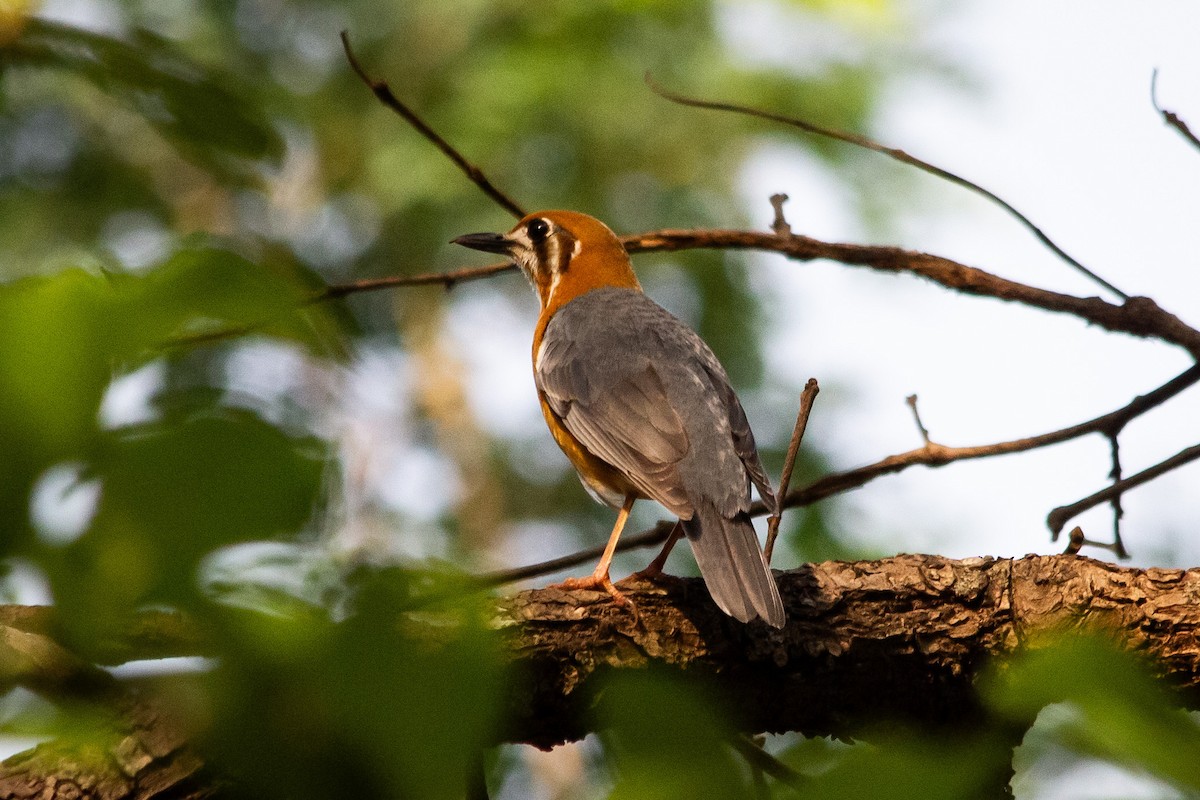 Orange-headed Thrush - ML635084715