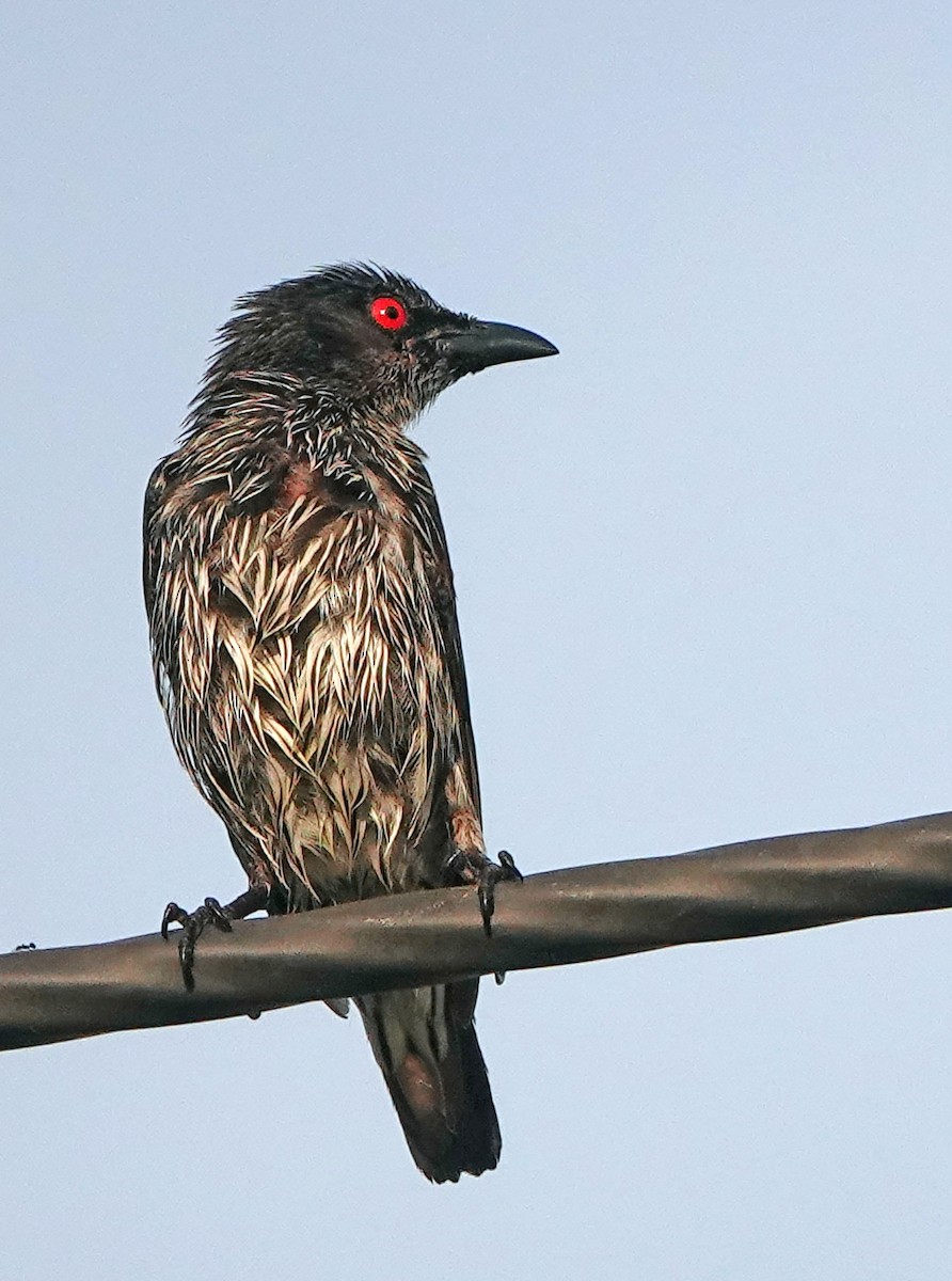 Asian Glossy Starling - ML635084749