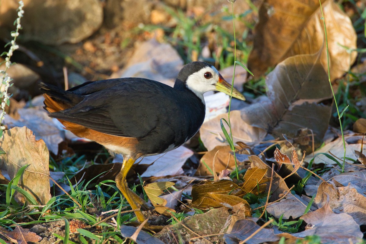 White-breasted Waterhen - ML635084790