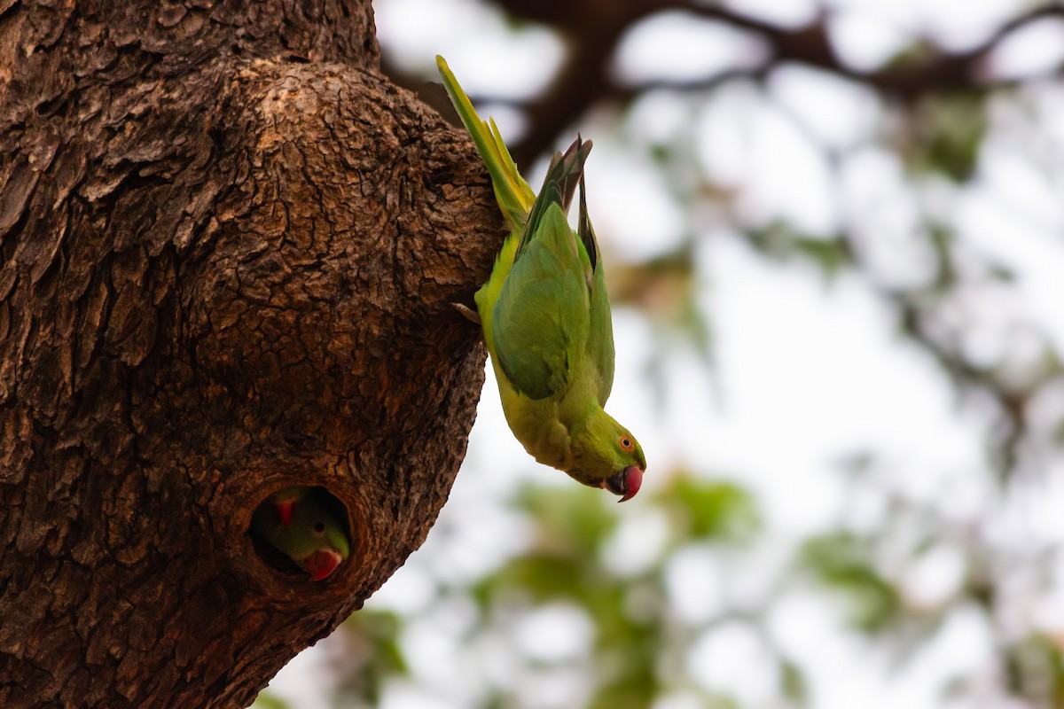 Rose-ringed Parakeet - ML635084842
