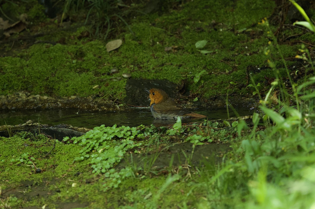 Japanese Robin - ML635084849