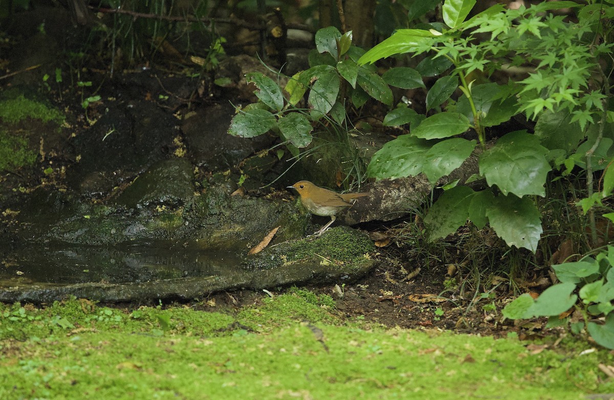 Japanese Robin - ML635084850