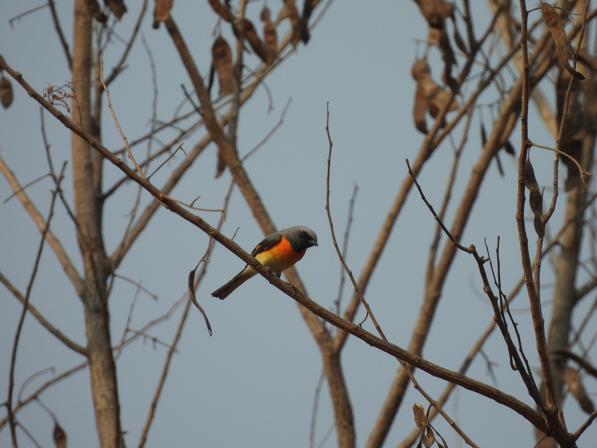 Small Minivet - ML635084937