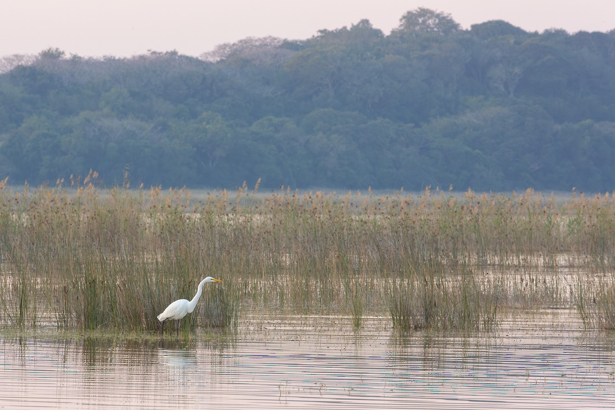 volavka bílá - ML635085004