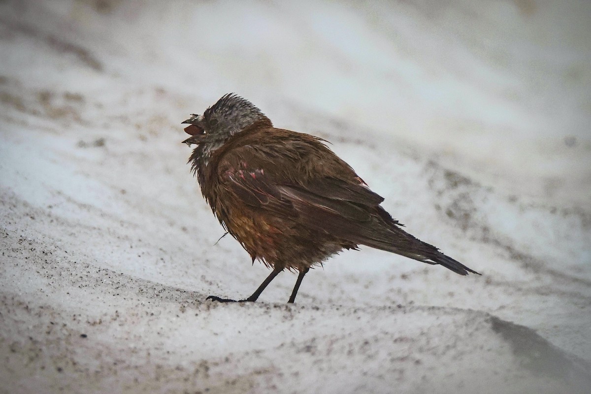 Gray-crowned Rosy-Finch (Hepburn's) - ML635085020