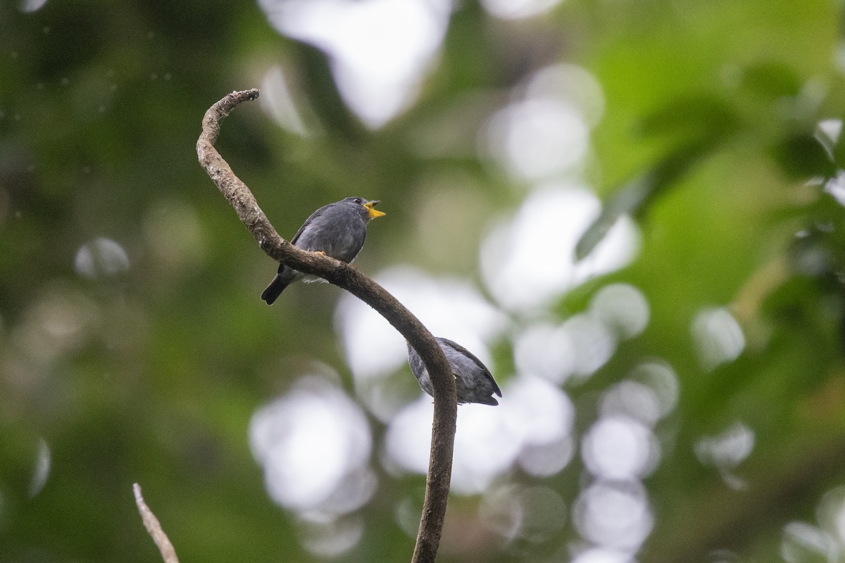 Yellow-footed Flycatcher - ML635085022