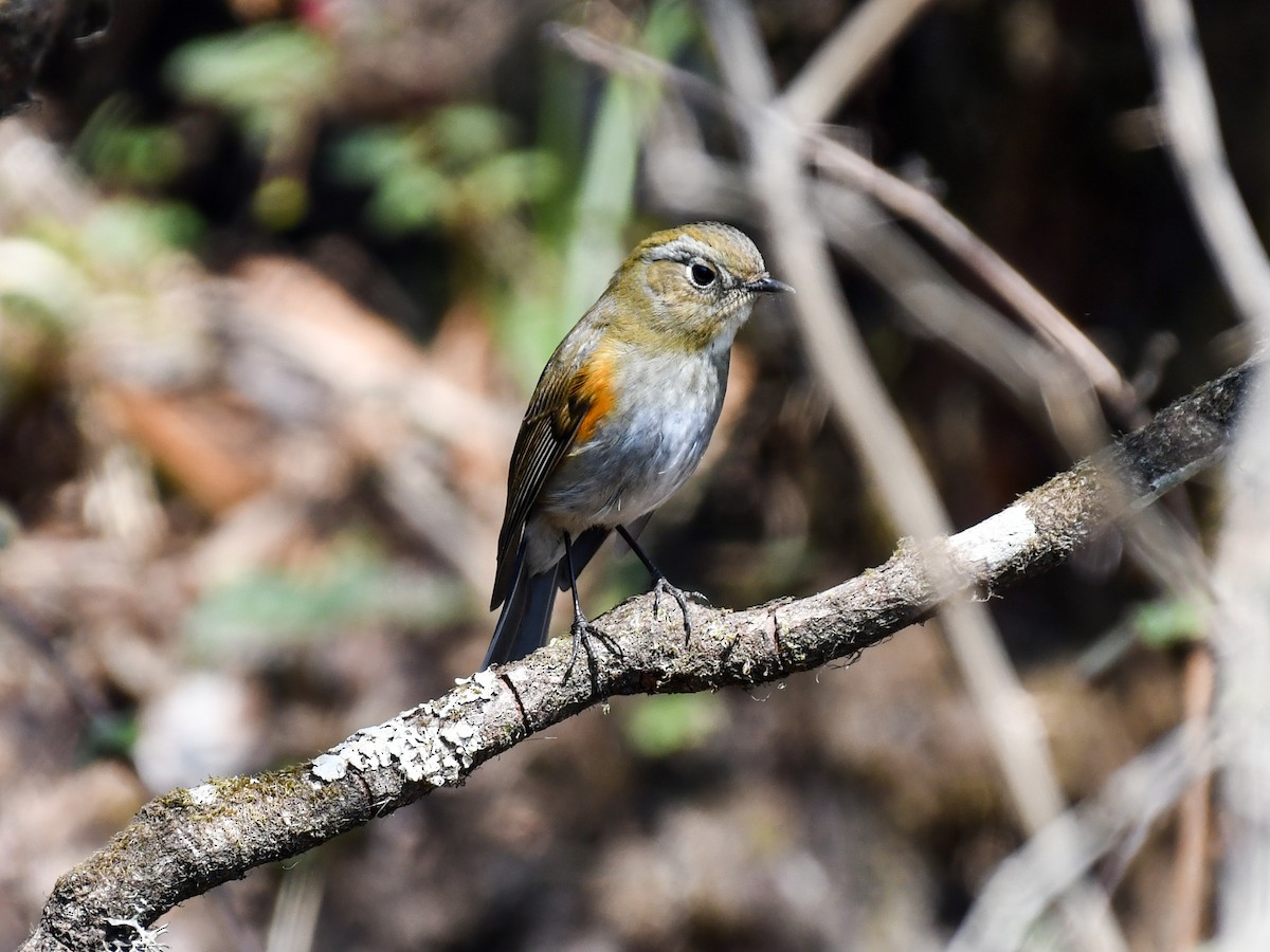 Himalayan Bluetail - ML635085039
