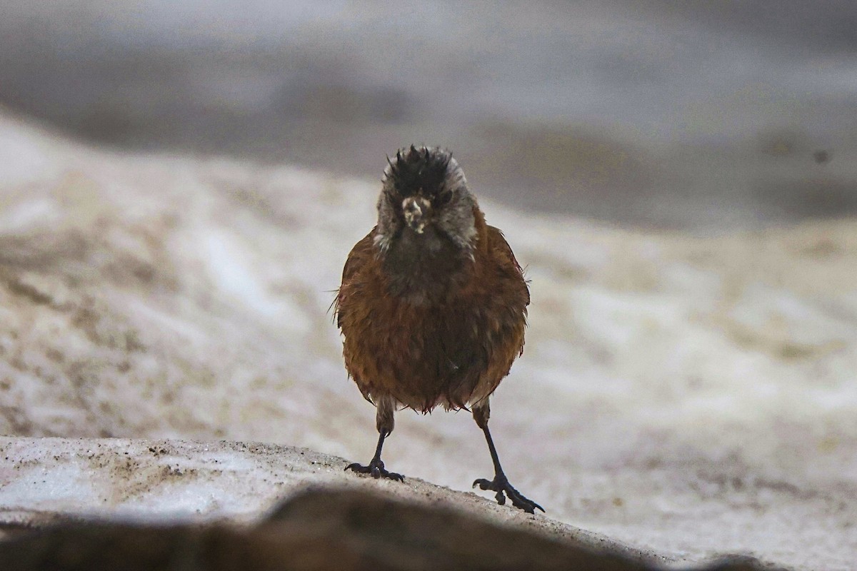 Gray-crowned Rosy-Finch (Hepburn's) - ML635085065