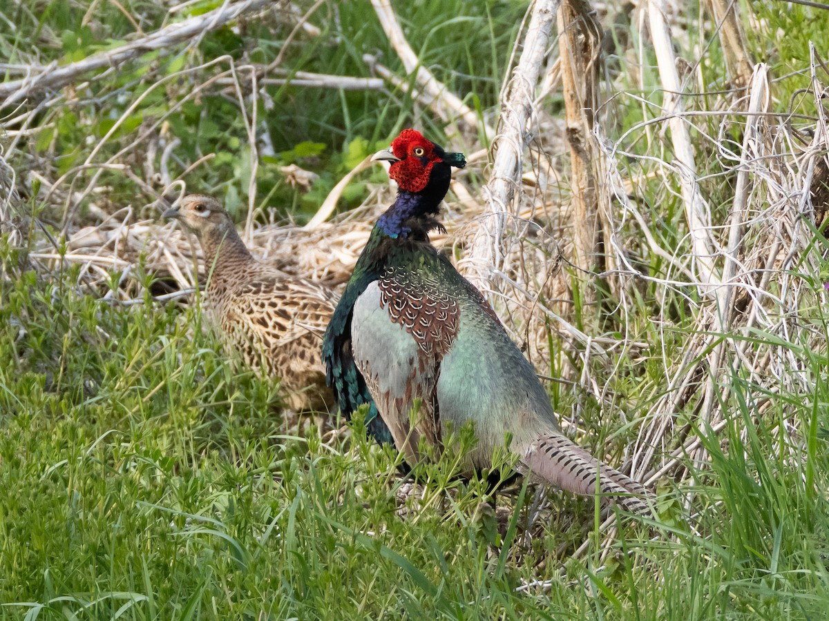 Green Pheasant - ML635085191