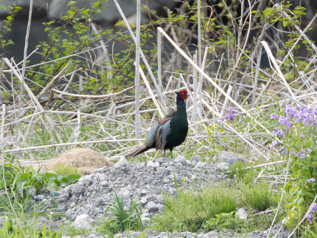 Green Pheasant - ML635085206