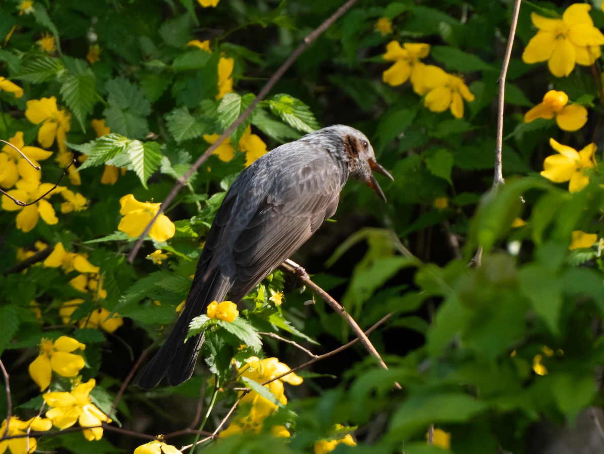 Brown-eared Bulbul - ML635085251