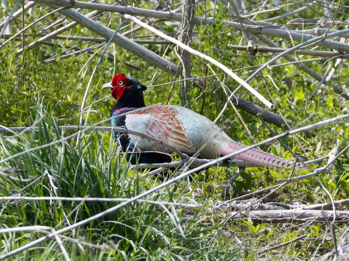 Green Pheasant - ML635085267