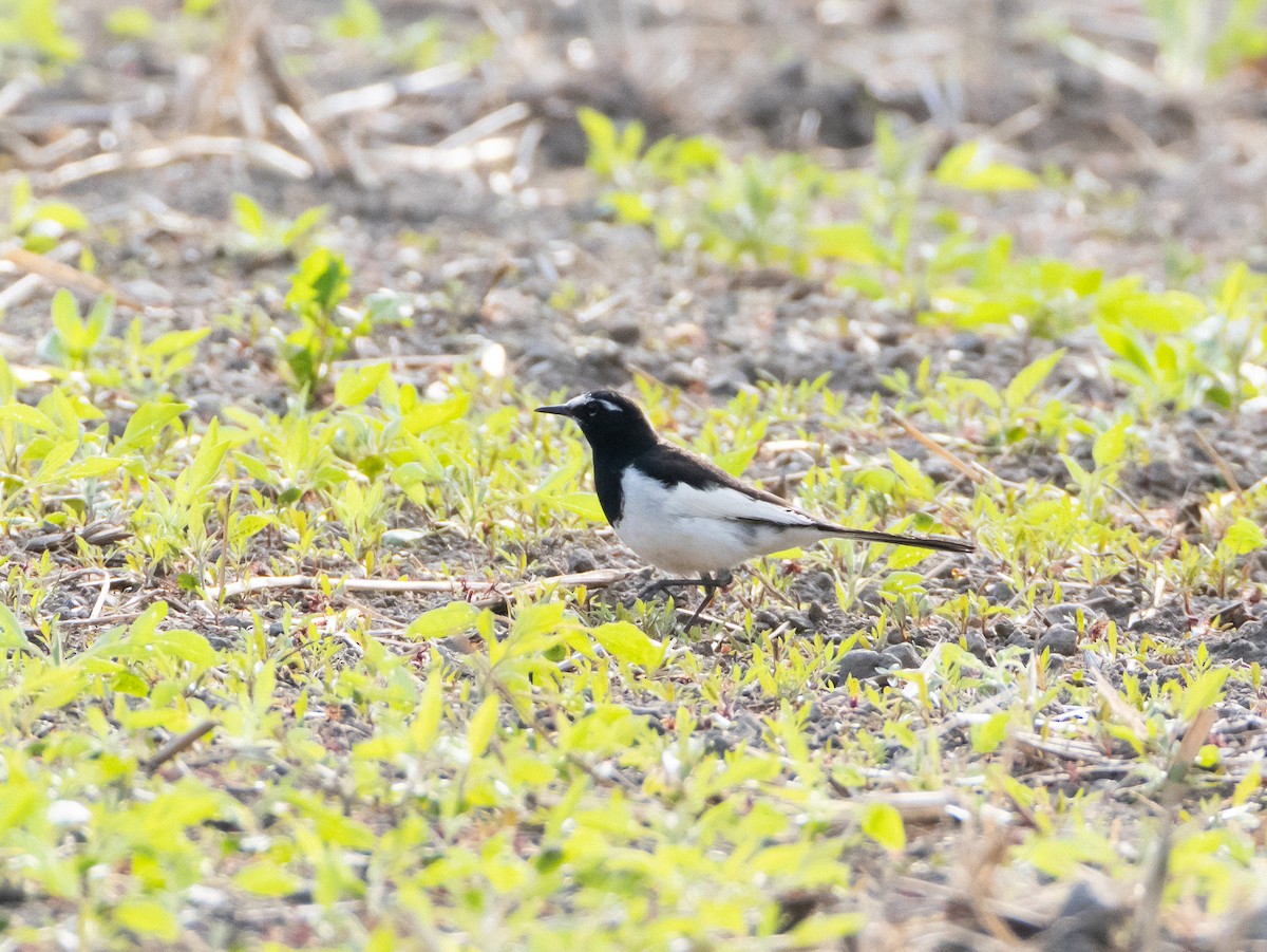 Japanese Wagtail - ML635085284