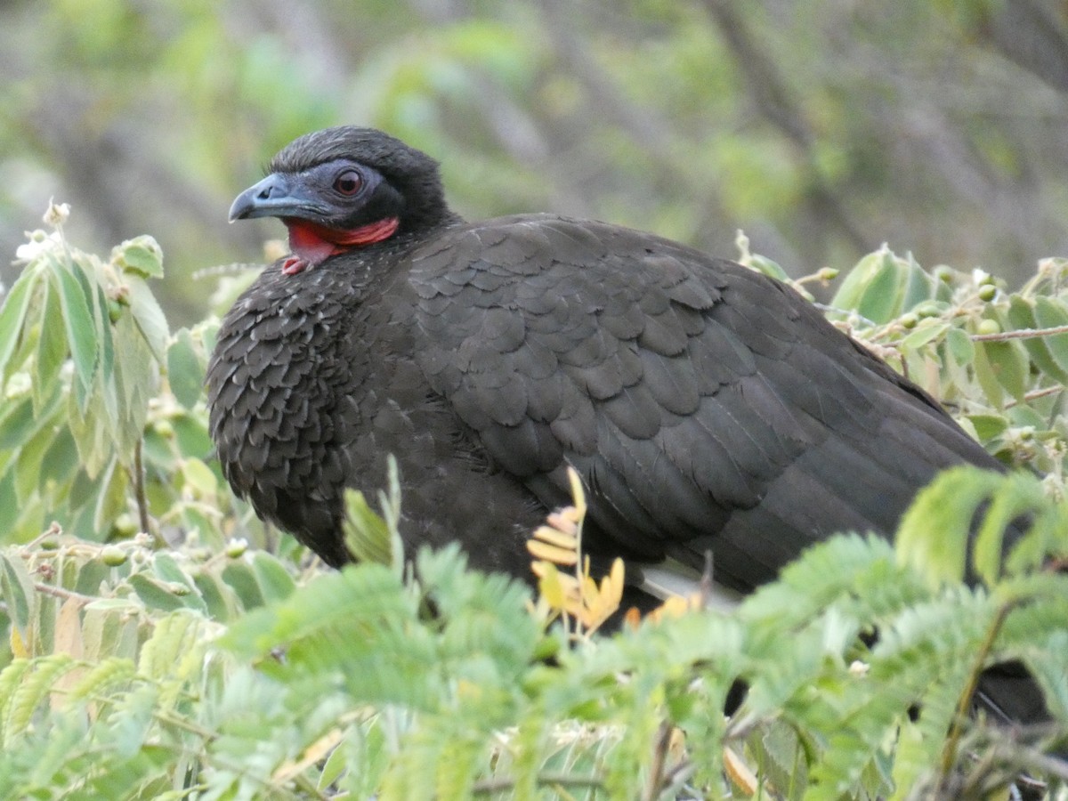 White-winged Guan - ML635085343