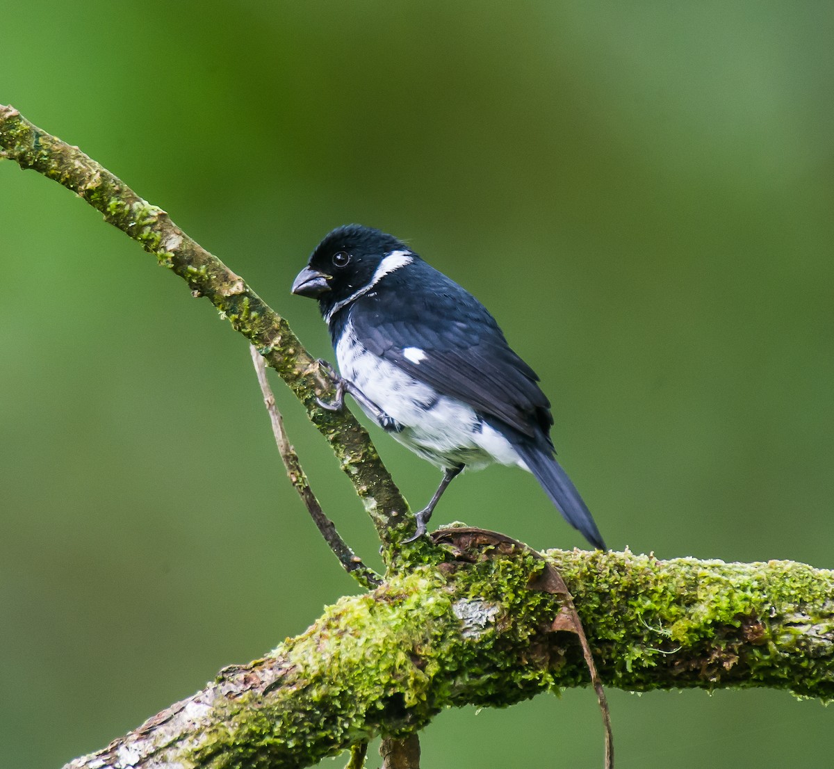 Variable Seedeater - ML635085365