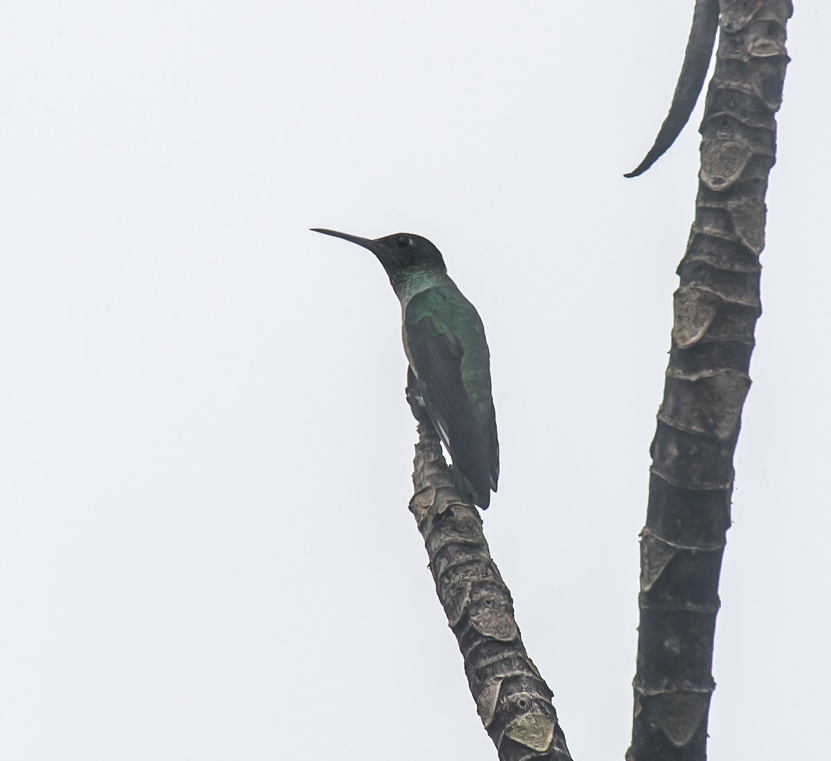 Colibri de Cuvier - ML635085522