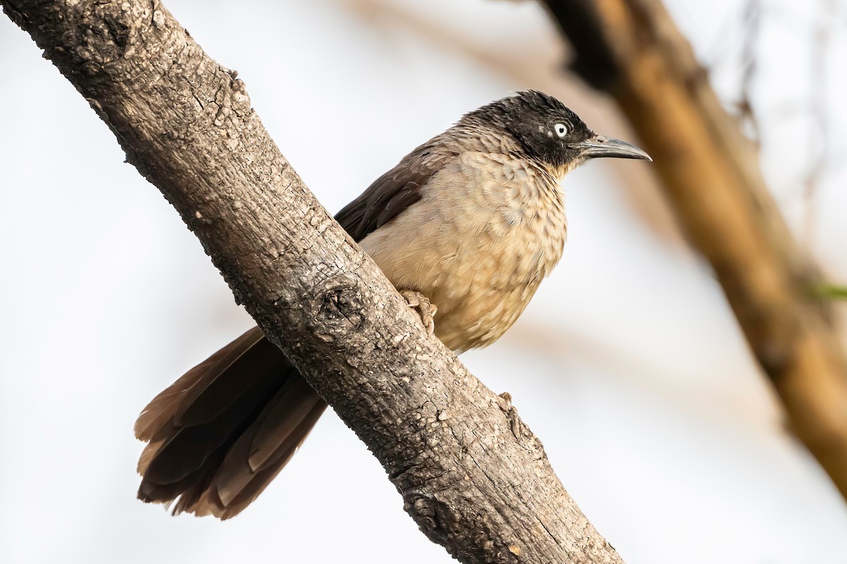 Blackcap Babbler - ML635085638