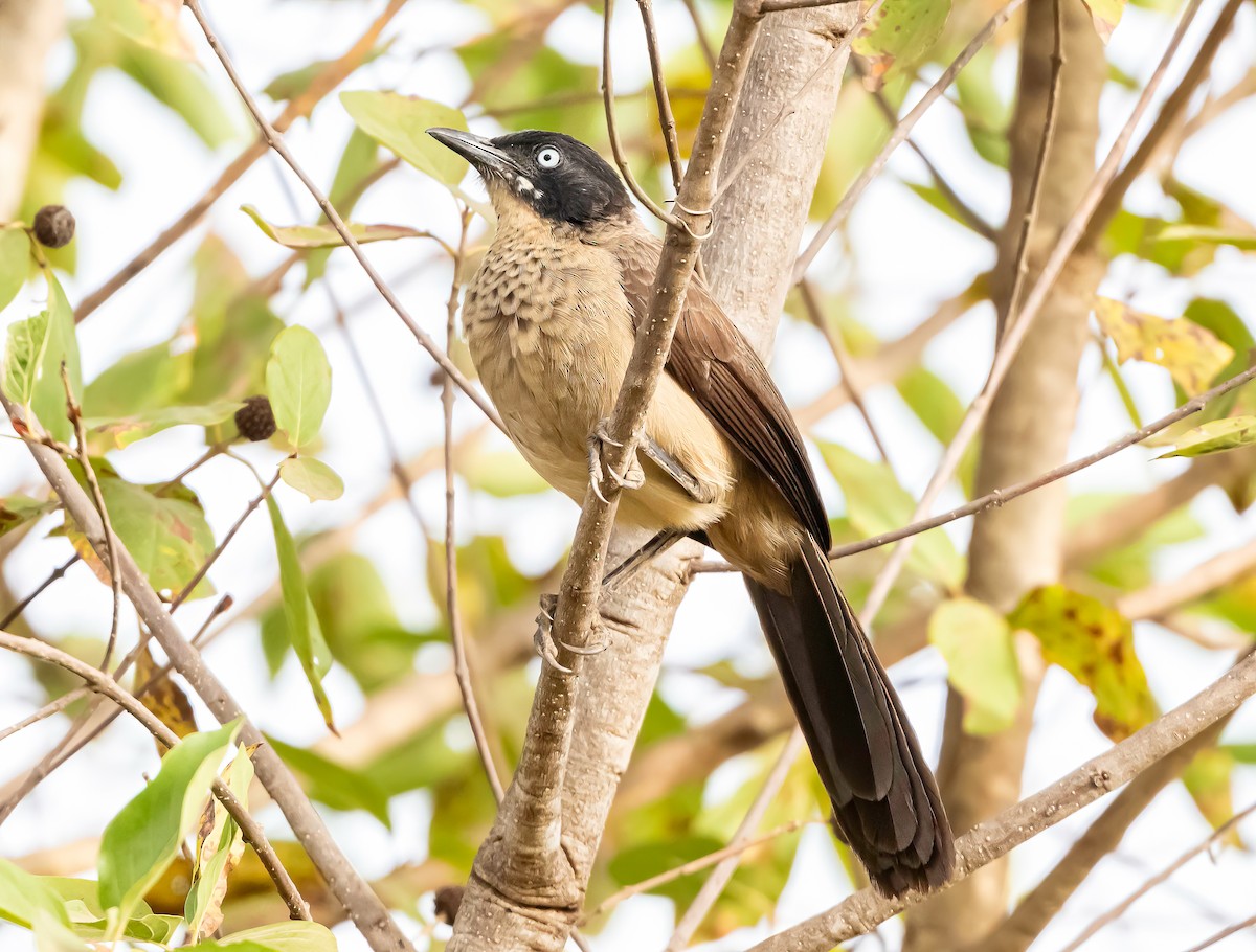 Blackcap Babbler - ML635085643