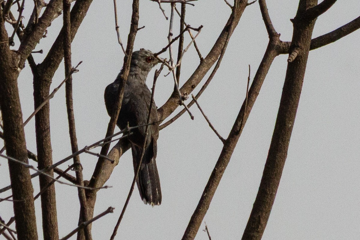 Gray-bellied Cuckoo - ML635085644