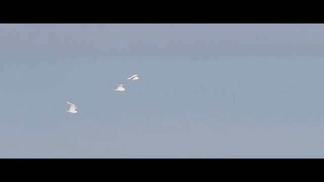 ゾウゲカモメ - ML635085682