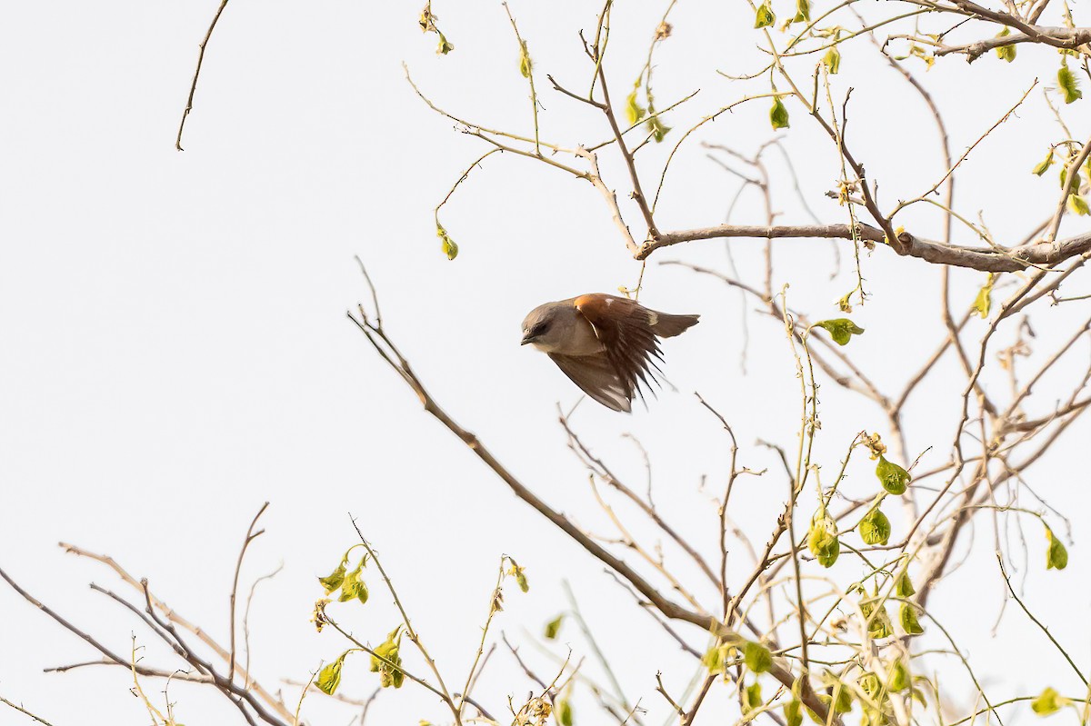 Northern Gray-headed Sparrow - ML635085695