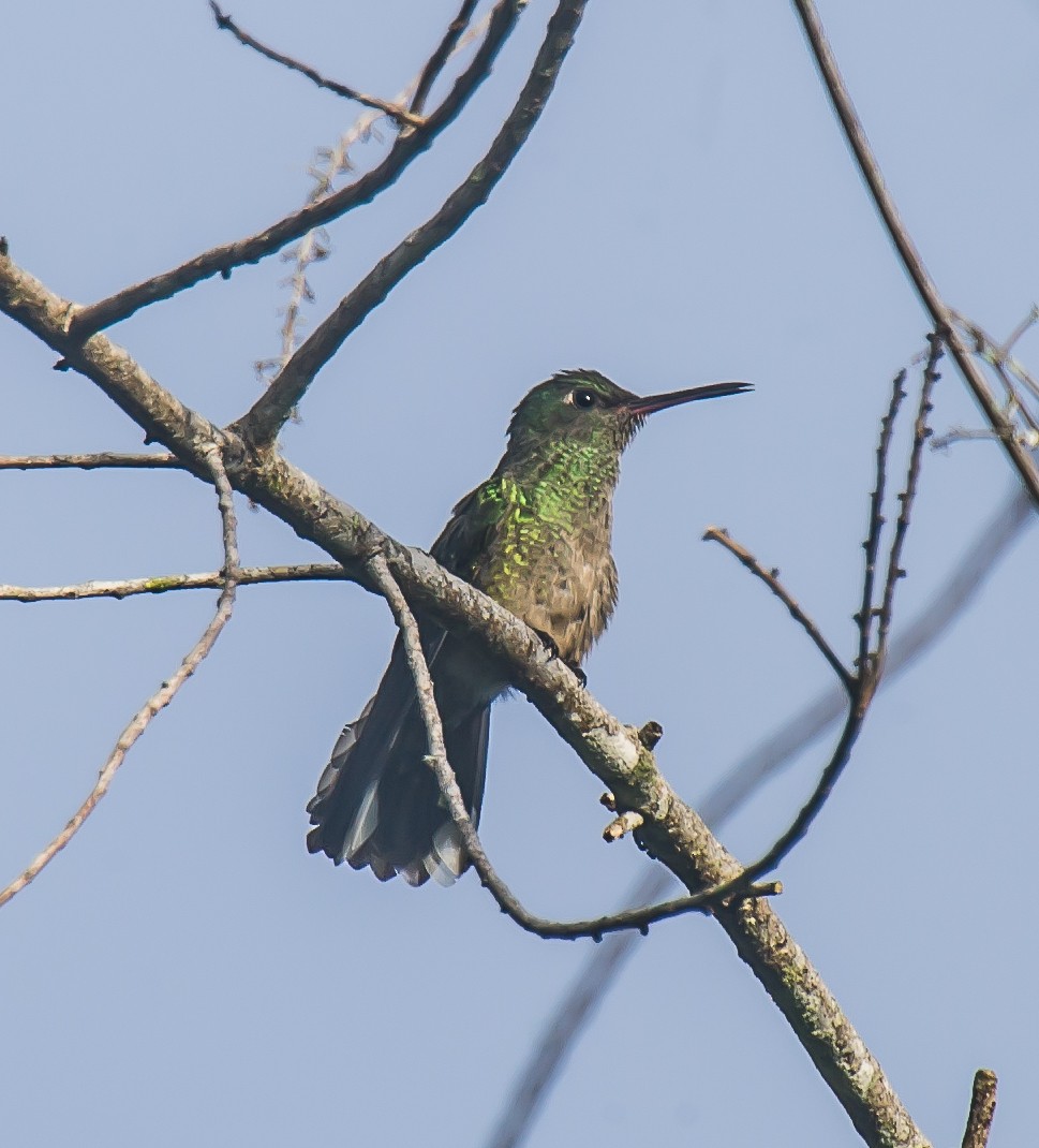 Colibri de Cuvier - ML635085760