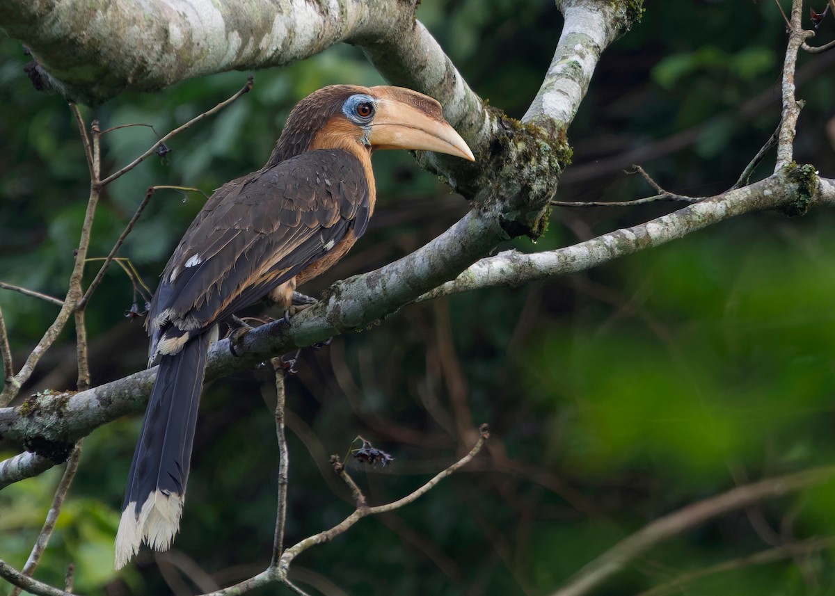 Rusty-cheeked Hornbill - ML635085766