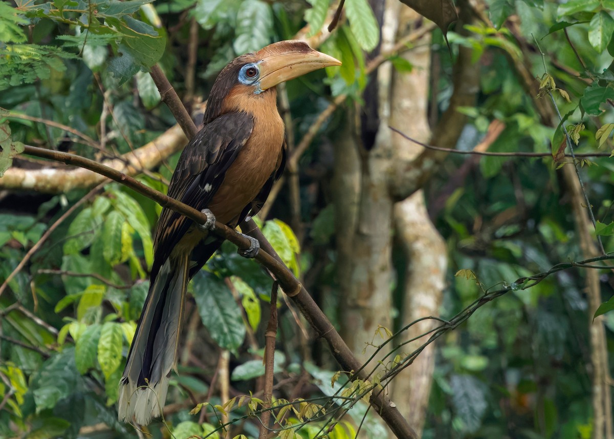 Rusty-cheeked Hornbill - ML635085767