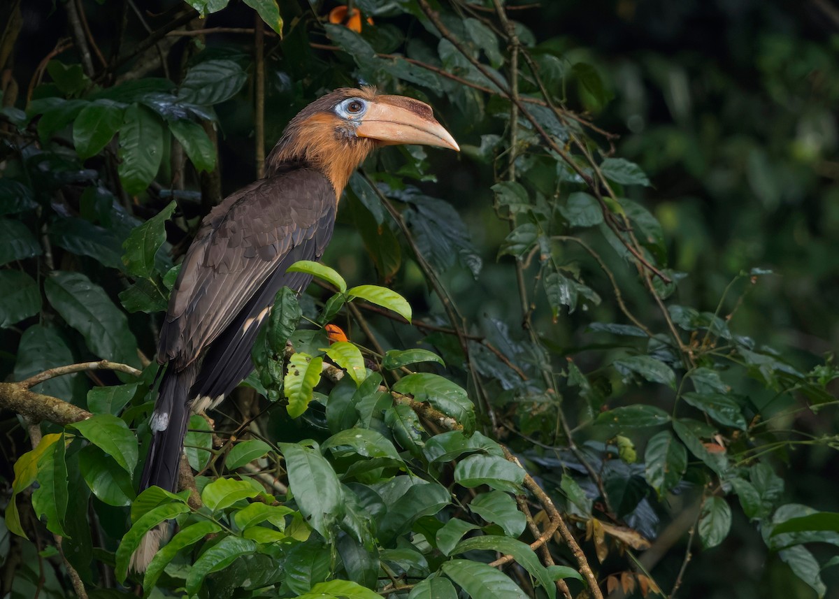 Rusty-cheeked Hornbill - ML635085768