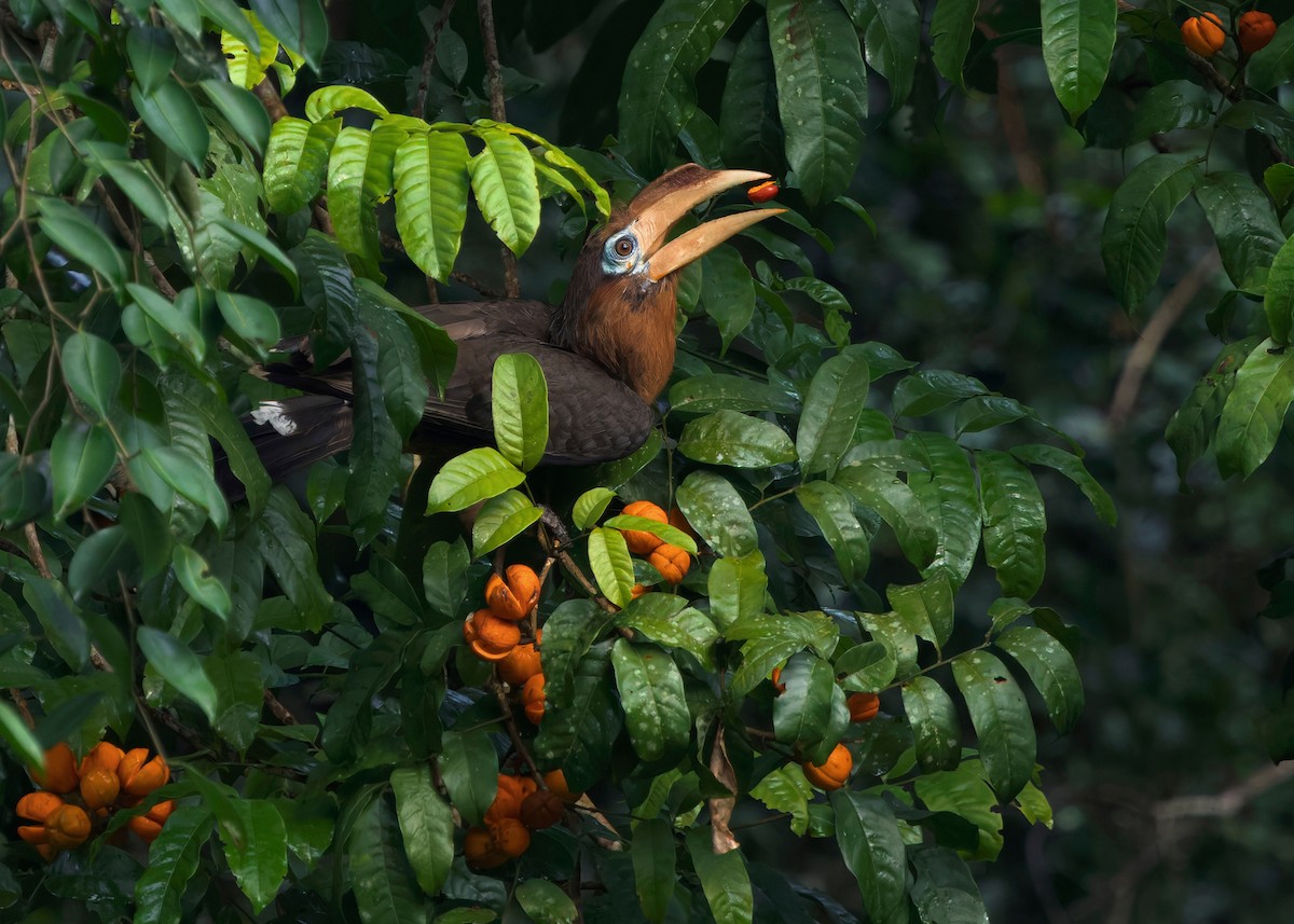 Rusty-cheeked Hornbill - ML635085769