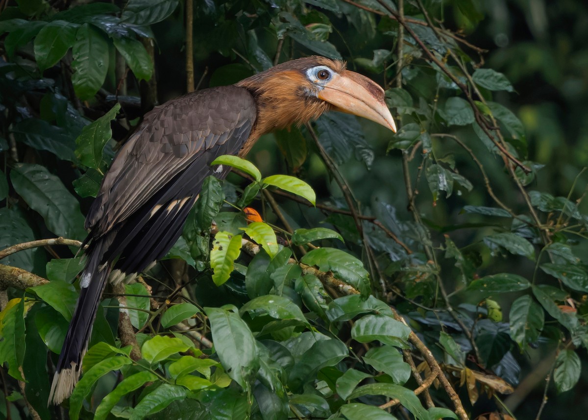 Rusty-cheeked Hornbill - ML635085770